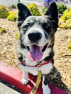 adoptable Dog in Santa Barbara, CA named JELATO