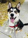 adoptable Dog in  named ROMAN