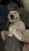adoptable Dog in Santa Barbara, CA named DAKOTA
