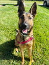 adoptable Dog in  named BAILEY