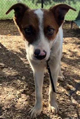 Piggy - Australian Cattle Dog/Blue Heeler