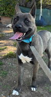 adoptable Dog in Santa Barbara, CA named GRIZZLEY