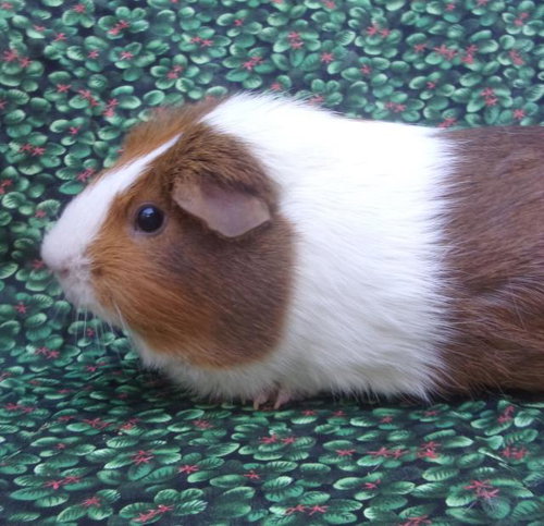 MACAROON - Guinea Pig available for adoption