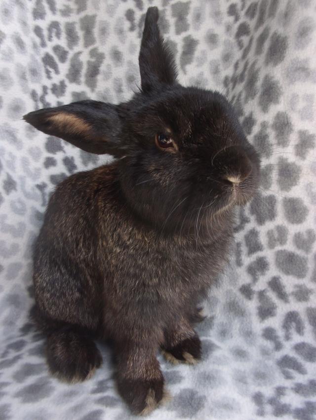 adoptable Rabbit in Santa Barbara, CA named MR. BUTTE