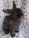 adoptable Rabbit in Santa Barbara, CA named MR. BUTTE