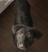 adoptable Dog in Santa Barbara, CA named RORY