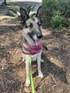 adoptable Dog in Santa Barbara, CA named MARCELINE