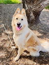 adoptable Dog in Santa Barbara, CA named BELLA