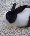adoptable Rabbit in  named BRAD