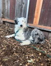 adoptable Dog in  named JETT