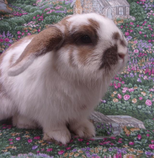 adoptable Rabbit in Santa Barbara, CA named PUMPKIN