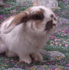 adoptable Rabbit in  named PUMPKIN