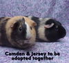adoptable Guinea Pig in  named JERSEY