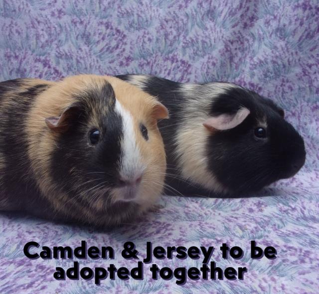 adoptable Guinea Pig in Santa Barbara, CA named CAMDON