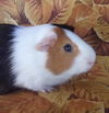 adoptable Guinea Pig in  named JAZZ