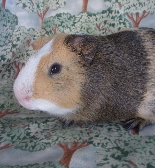 adoptable Guinea Pig in Santa Barbara, CA named CALISTOGA