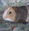 adoptable Guinea Pig in  named CALISTOGA