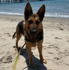 adoptable Dog in Santa Barbara, CA named ELIZA