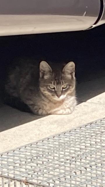 adoptable Cat in Santa Barbara, CA named A542530