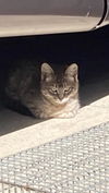 adoptable Cat in Santa Barbara, CA named A542530