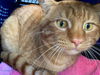 adoptable Cat in Santa Barbara, CA named A540489