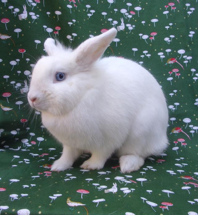 adoptable Rabbit in Santa Barbara, CA named STARLIGHT