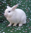adoptable Rabbit in  named STARLIGHT