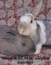 adoptable Rabbit in  named JJ