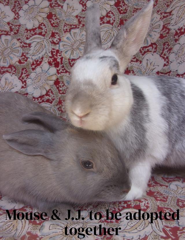 adoptable Rabbit in Santa Barbara, CA named MOUSE