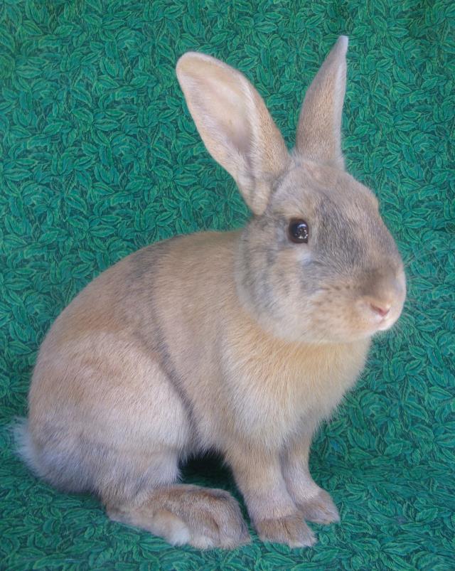 adoptable Rabbit in Santa Barbara, CA named KEEGAN