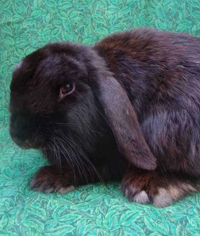 adoptable Rabbit in Santa Barbara, CA named AMARILLO