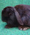 adoptable Rabbit in  named AMARILLO