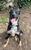 adoptable Dog in  named DELGADO
