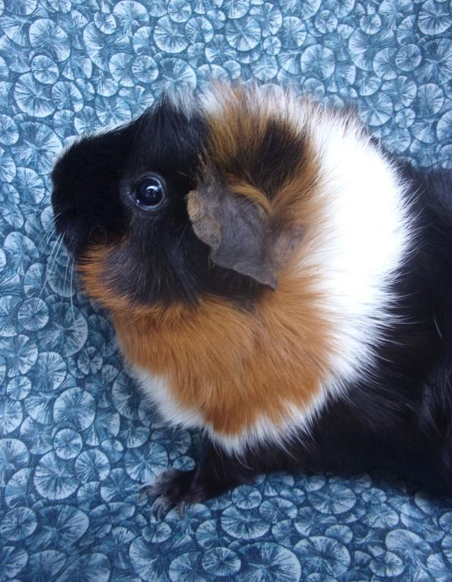 adoptable Guinea Pig in Santa Barbara, CA named BAILEY