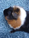 adoptable Guinea Pig in  named BAILEY