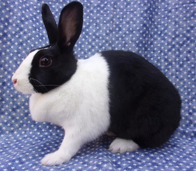 adoptable Rabbit in Santa Barbara, CA named FLORENCE BUNINGALE