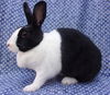 adoptable Rabbit in  named FLORENCE BUNINGALE