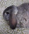 adoptable Rabbit in Santa Barbara, CA named LADY GREY