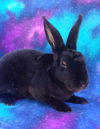 adoptable Rabbit in  named SIR VELVET PAWS