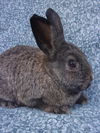 adoptable Rabbit in  named FRANSISCO