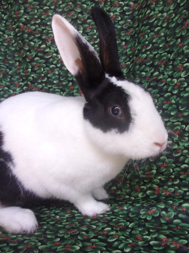 adoptable Rabbit in Santa Barbara, CA named DOMINGO
