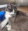 adoptable Cat in  named I-CAT
