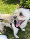adoptable Dog in  named BUBBLES