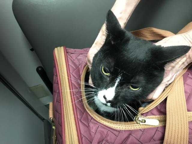 adoptable Cat in Santa Barbara, CA named ASAP-A-1713
