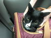 adoptable Cat in Santa Barbara, CA named ASAP-A-1713