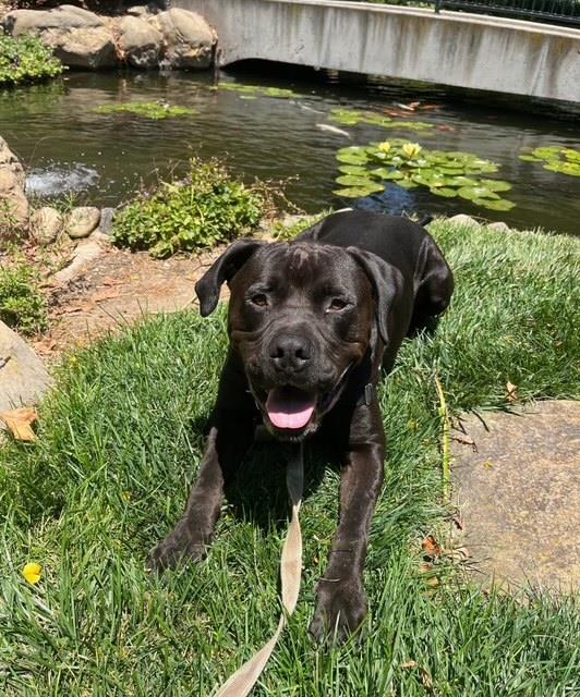 adoptable Dog in Santa Barbara, CA named SANTIAGO