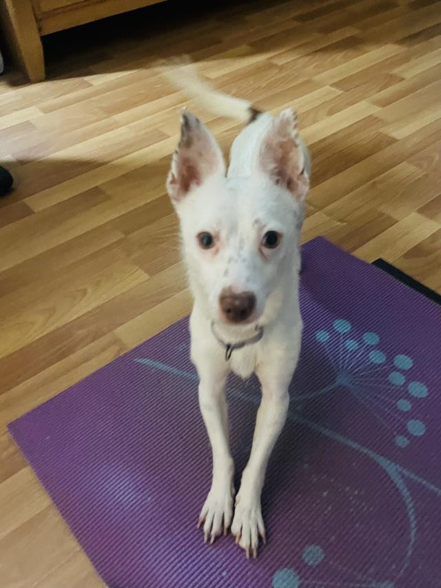 adoptable Dog in Santa Barbara, CA named ARI