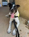 adoptable Dog in  named PETE