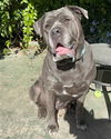 adoptable Dog in Santa Barbara, CA named GORDA