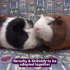 adoptable Guinea Pig in  named SKIBIDI